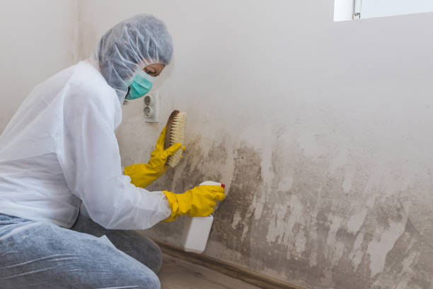 Office Mold Removal Services in Lake Of The Woods, VA