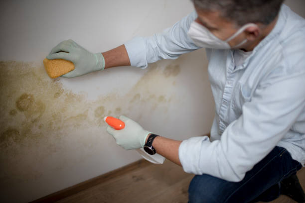 Best Office Mold Removal Services  in Lake Of The Woods, VA