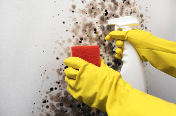Best Black Mold Removal  in Lake Of The Woods, VA