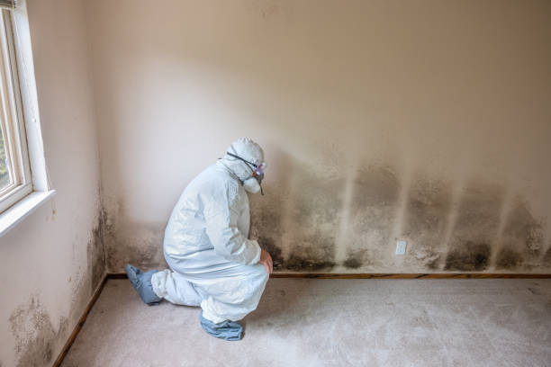 Certified Mold Removal in Lake Of The Woods, VA