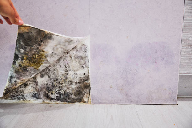 Best Certified Mold Removal  in Lake Of The Woods, VA